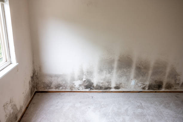 Best Forensic Mold Investigation  in USA